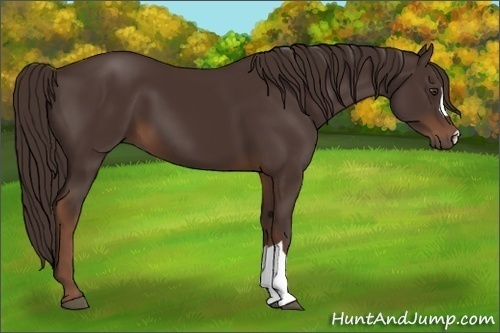 Horse Color:Liver Chestnut 