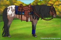 Horse Color:Bay Roan Appaloosa 