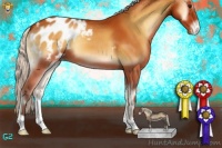 Horse Color:Silver Buckskin Onyx Appaloosa 