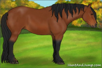 Horse Color:Gray Bay 
