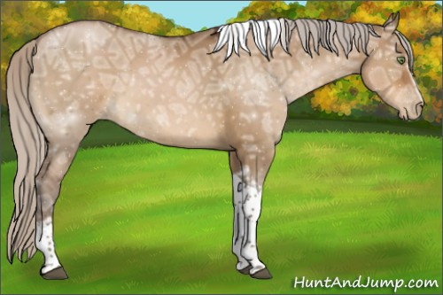 Horse Color:Gray White Spotted Silver Brown Ice Pearl Dun Tobiano Rabicano 