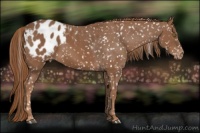 Horse Color:Chestnut Appaloosa 
