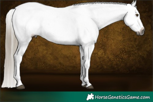 Horse Color:Gray White Spotted Liver Chestnut Ice Splash Appaloosa Rabicano