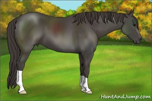 Horse Color:Smoky Black 