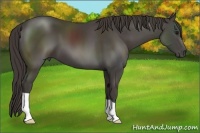 Horse Color:Smoky Black 