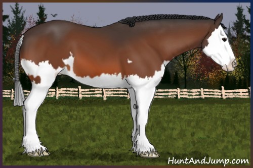 Horse Color:Unknown 