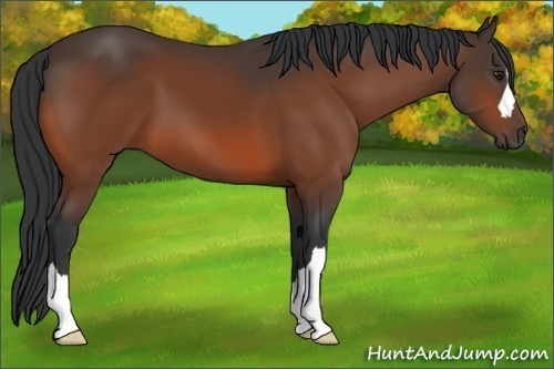 Horse Color:Brown 