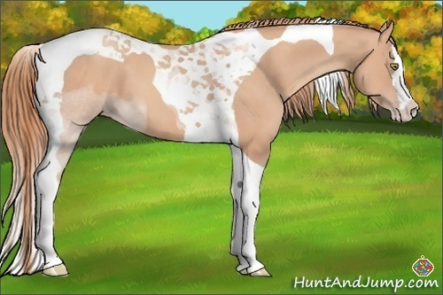 Horse Color:Gold Champagne Splash Tobiano