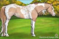 Horse Color:Gold Champagne Splash Tobiano 