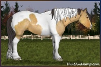 Horse Color:Buckskin Dun Tobiano 