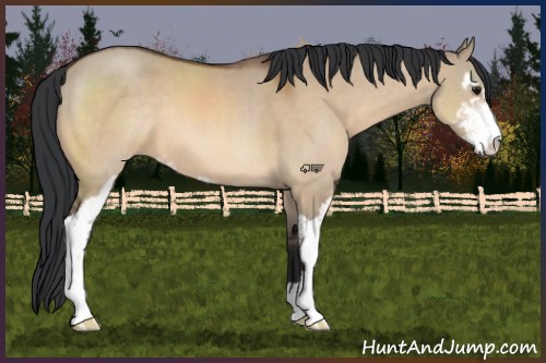 Horse Color:Bay Dun Sabino 
