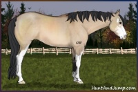 Horse Color:Bay Dun Sabino 