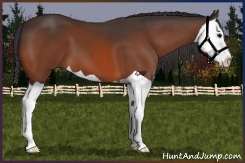 Horse Color:Brown Splash 