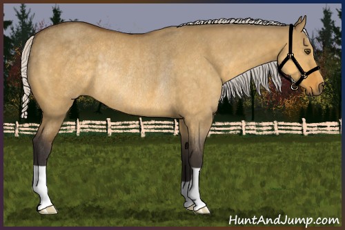 Horse Color:Silver Buckskin Dun Rabicano