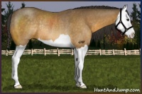 Horse Color:Buckskin Splash Rabicano