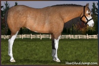 Horse Color:Buckskin Sabino Rabicano 