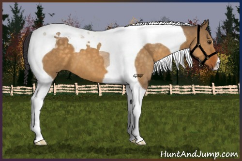 Horse Color:Buckskin Dun Tobiano 