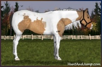 Horse Color:Buckskin Dun Tobiano