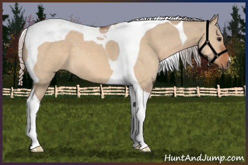 Horse Color:Silver Bay Dun Tobiano