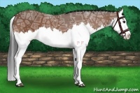 Horse Color:Bay Ice Roan Splash
