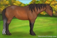 Horse Color:Buckskin Sabino