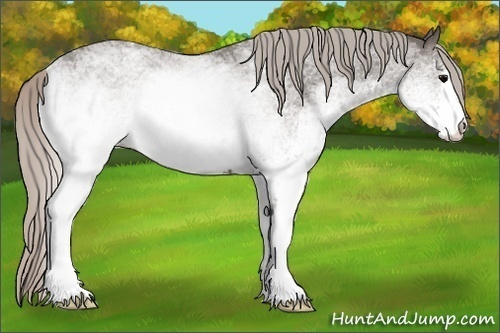 Horse Color:White Spotted Silver Blue Roan Rabicano