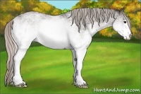 Horse Color:White Spotted Silver Blue Roan Rabicano 