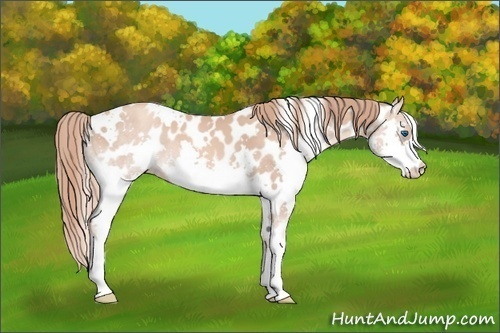Horse Color:White Spotted Gold Champagne Splash Appaloosa 