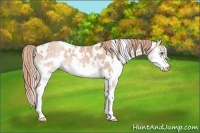 Horse Color:White Spotted Gold Champagne Splash Appaloosa 