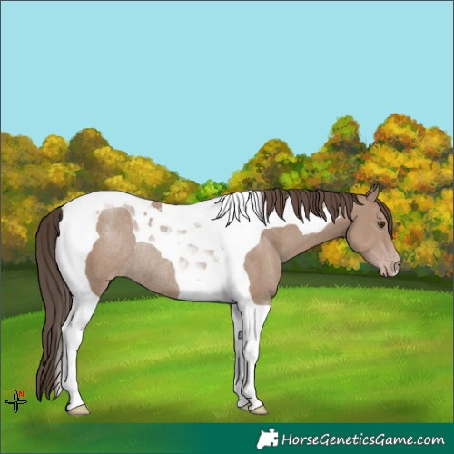 Horse Color:Classic Champagne Tobiano Rabicano