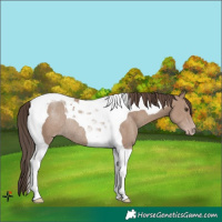 Horse Color:Classic Champagne Tobiano Rabicano