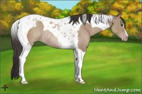 Horse Color:Classic Champagne Tobiano Rabicano