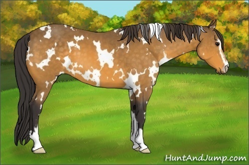 Horse Color:White Spotted Buckskin Sabino 