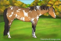 Horse Color:White Spotted Buckskin Sabino 