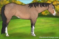 Horse Color:Brown Dun Sabino 