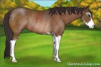 Horse Color:Buckskin Sabino Rabicano 