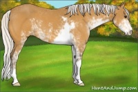 Horse Color:Silver Buckskin Sabino 