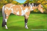 Horse Color:White Spotted Buckskin 