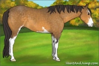 Horse Color:Buckskin Sabino