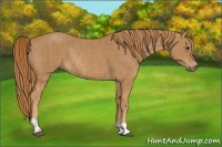 Horse Color:Chestnut  and Chestnut Rabicano 