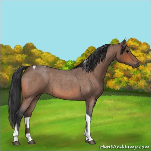 Horse Color:Bay Roan Tobiano