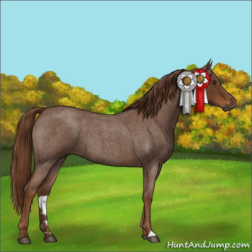 Horse Color:Gray Red Roan 