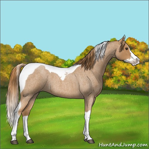 Horse Color:Red Roan Splash Tobiano 