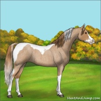 Horse Color:Red Roan Splash Tobiano