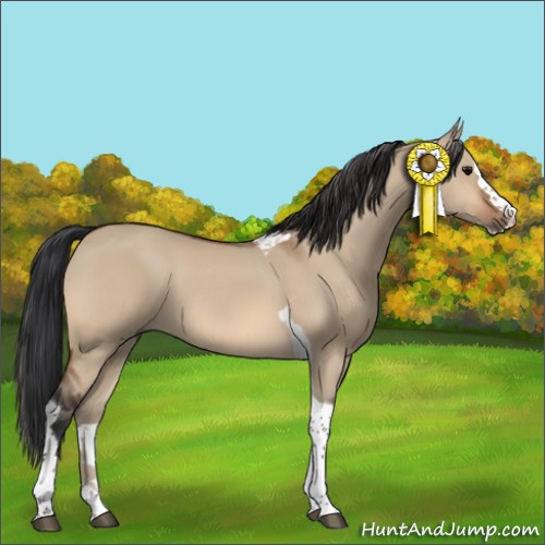 Horse Color:Bay Dun Splash Tobiano 