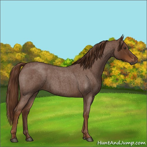 Horse Color:Gray Red Roan
