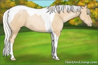 Horse Color:Palomino Pearl Tobiano Rabicano 