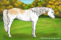 Horse Color:White Spotted Silver Classic Cream Champagne Sabino Splash 