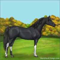 Horse Color:Black Tobiano 