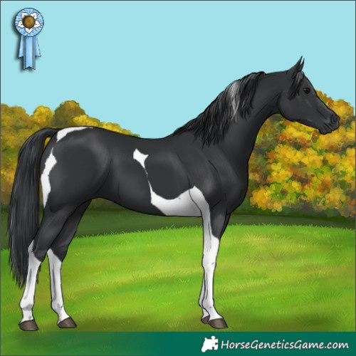 Horse Color:Black Tobiano 
